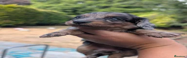 Dachshund 2