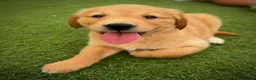 Golden Retriever dogs for sale: Kc registered golden retriever puppies !!! - Advert 8