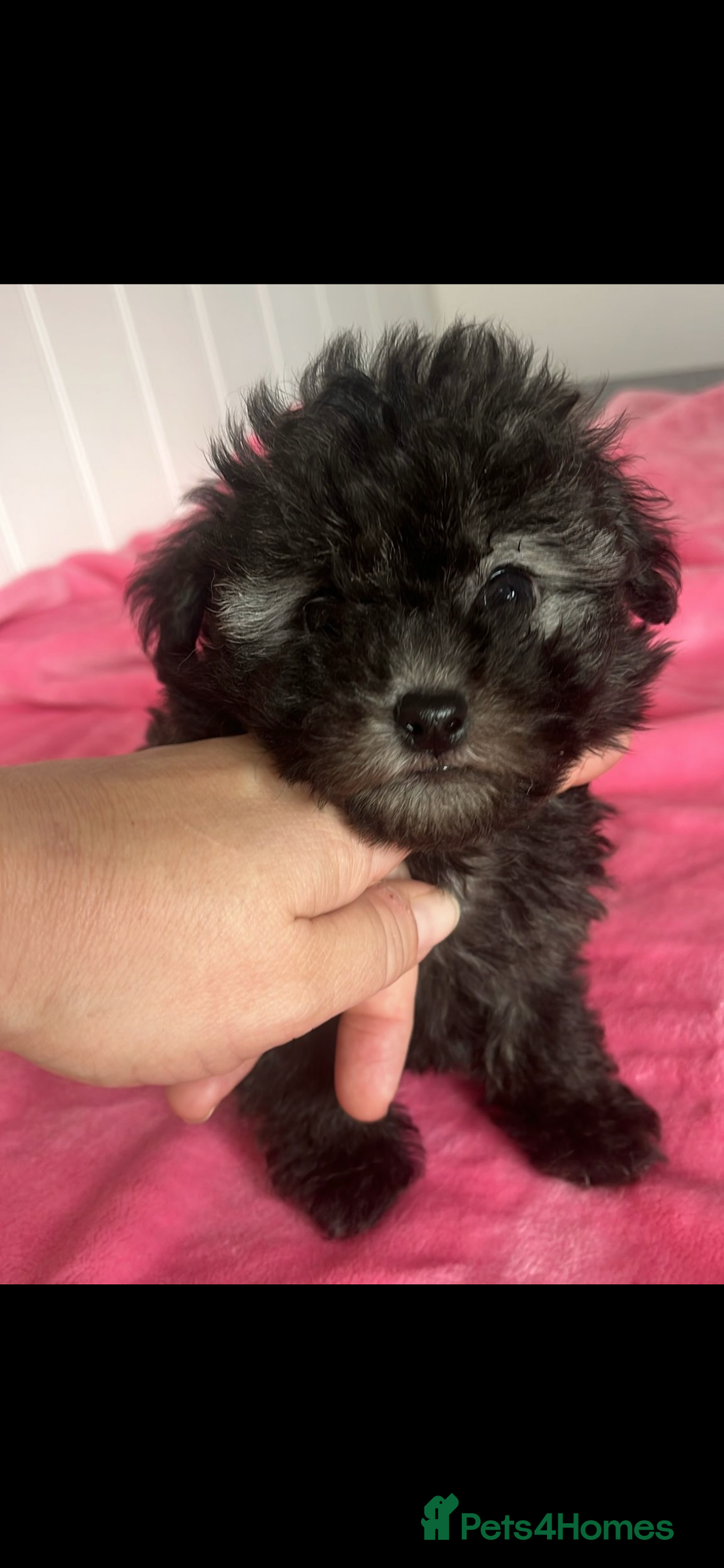 Mixed Breed dogs for sale: Rare SILVER 3/4 Asian Poodle puppies  - Image 3