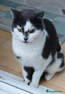 Mixed Breed cats Judy. - Advert 1