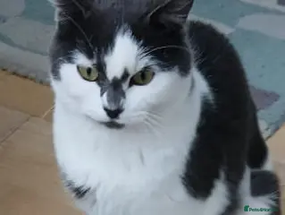 Mixed Breed cats Judy. - Advert 1