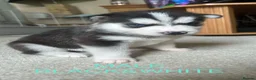 Siberian Husky dogs for sale: PURE SIBERIAN HUSKY PUPS - Advert 26