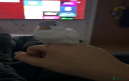 Budgerigars birds for sale: 2 bonded budgies  - Image 4