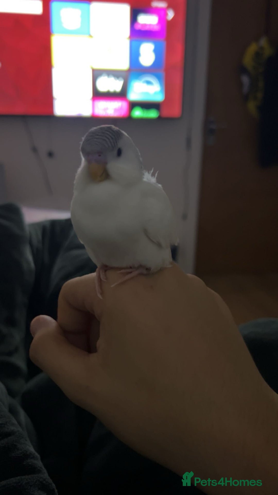 Budgerigars birds for sale: 2 bonded budgies  - Image 4