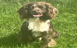 Cocker Spaniel dogs for stud: MERLE cocker spaniel at stud  in Rowlands Gill - Image 13