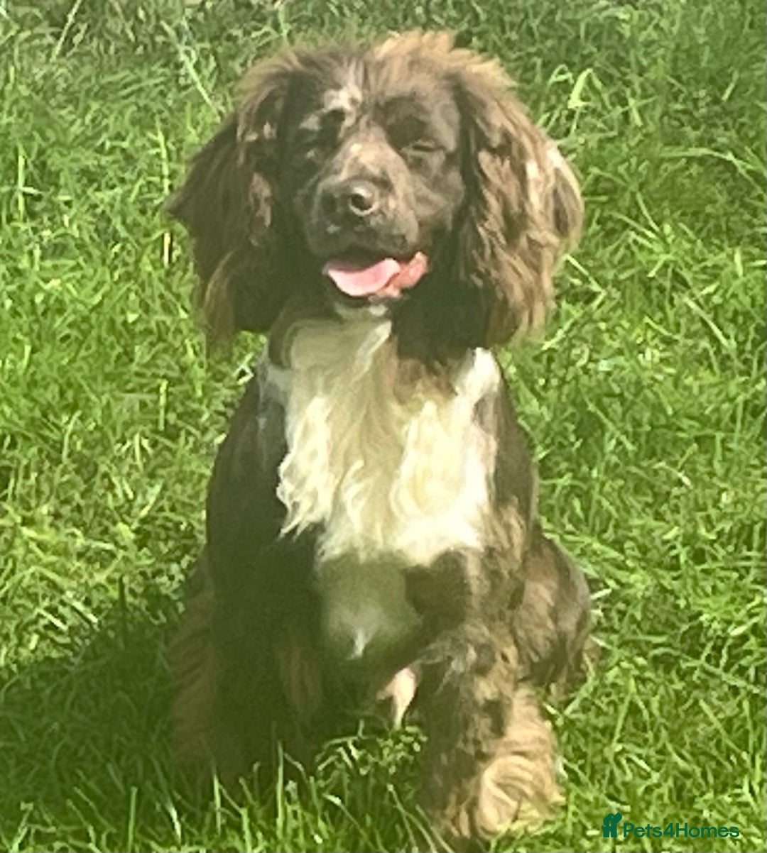 Cocker Spaniel dogs for stud: MERLE cocker spaniel at stud  in Rowlands Gill - Image 13