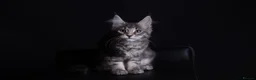 Maine Coon cats for sale: Pedigree maine coon kittens - Advert 6