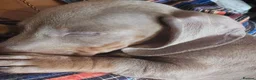 Miniature Dachshund dogs for sale: 🩵DIXIE🩵 3 Year Old Miniature Dachshund  - Advert 3