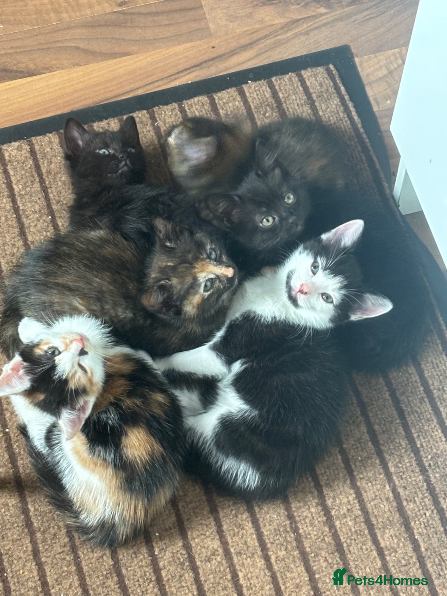 Mixed Breed cats Gorgeous fluffy furballs - Advert 2