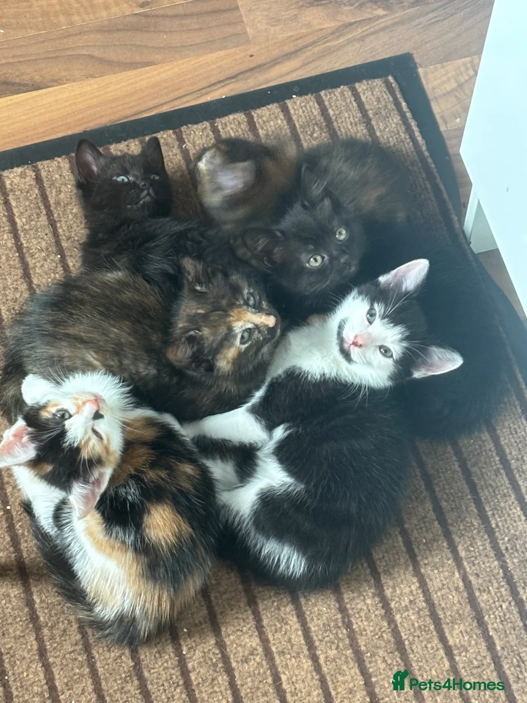 Mixed Breed cats for sale: Gorgeous fluffy furballs - Advert 2