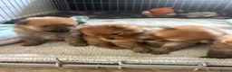 Pomchi dogs for sale: Teddy bear Pomeranian puppies - Advert 11