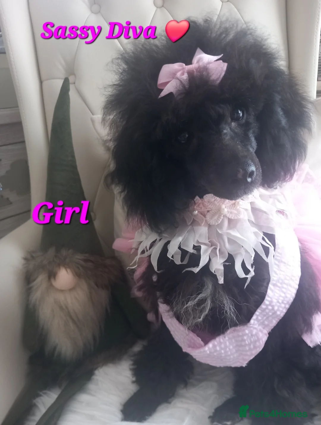 Toy Poodle dogs for stud: *2 STUDS AVAILABLE*FULL PEDIGREE SILVER & PHANTOM - Advert 25