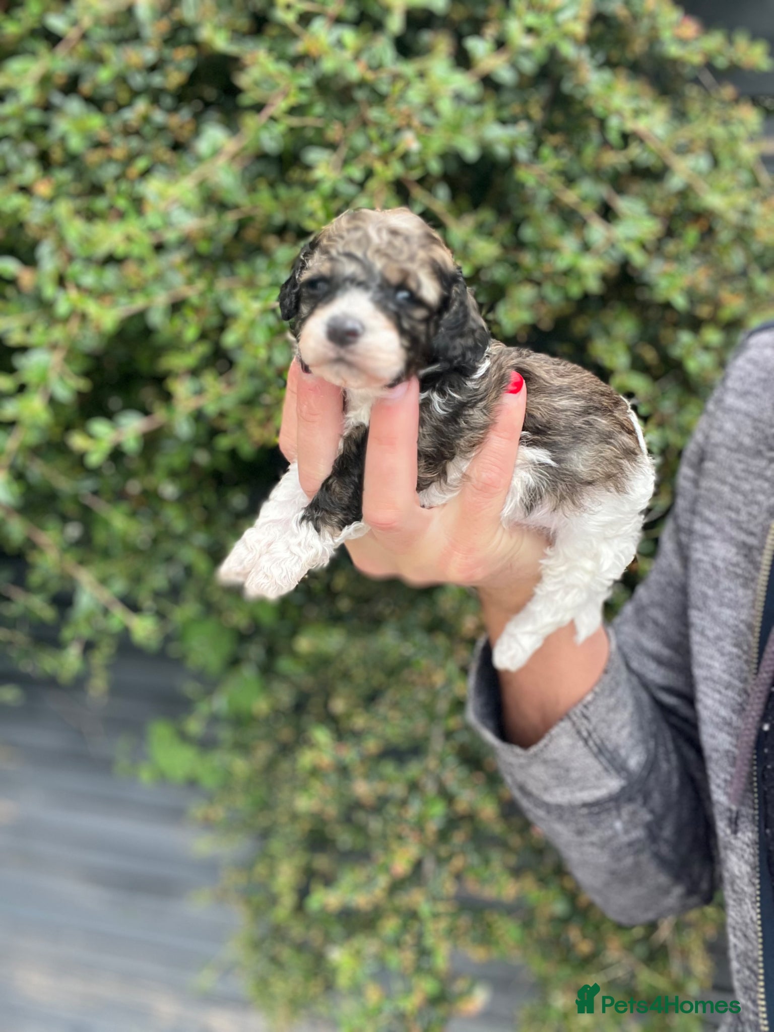 Cavapoo dogs 5 star rated ⭐️⭐️⭐️⭐️⭐️ TOY cavapoo puppies  - Advert 1