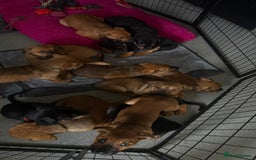 Mixed Breed dogs for sale: Beautiful Ridgeback Staffy x Rottweiler Puppies - Advert 23