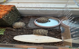 Tortoise reptiles for sale: Tortoise  - Image 5