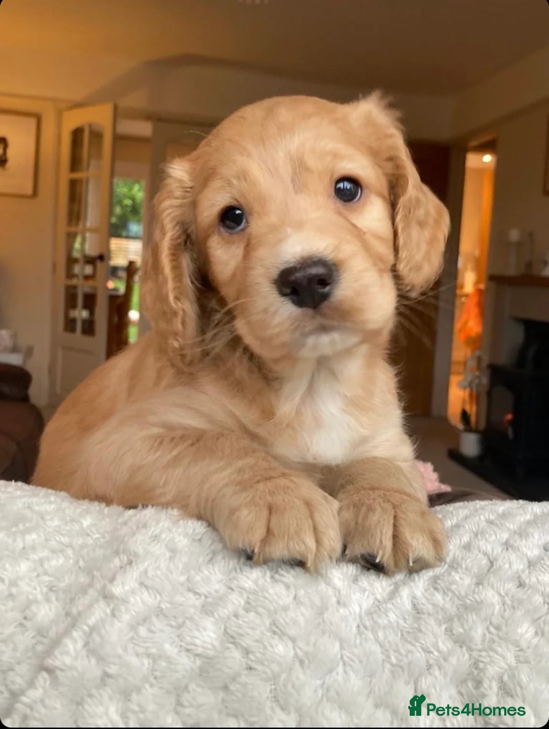 Cocker Spaniel dogs for stud: Ammerdown Galahad - Health Tested Stud in Frome - Advert 17