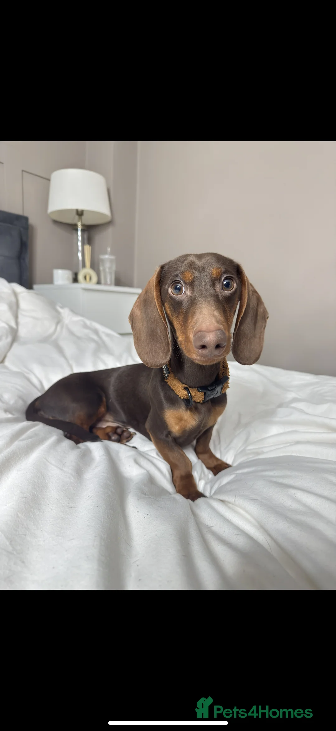 Miniature Dachshund dogs for sale: Frank - Advert 3