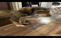 Saluki dogs for sale: Saluki  - Image 27