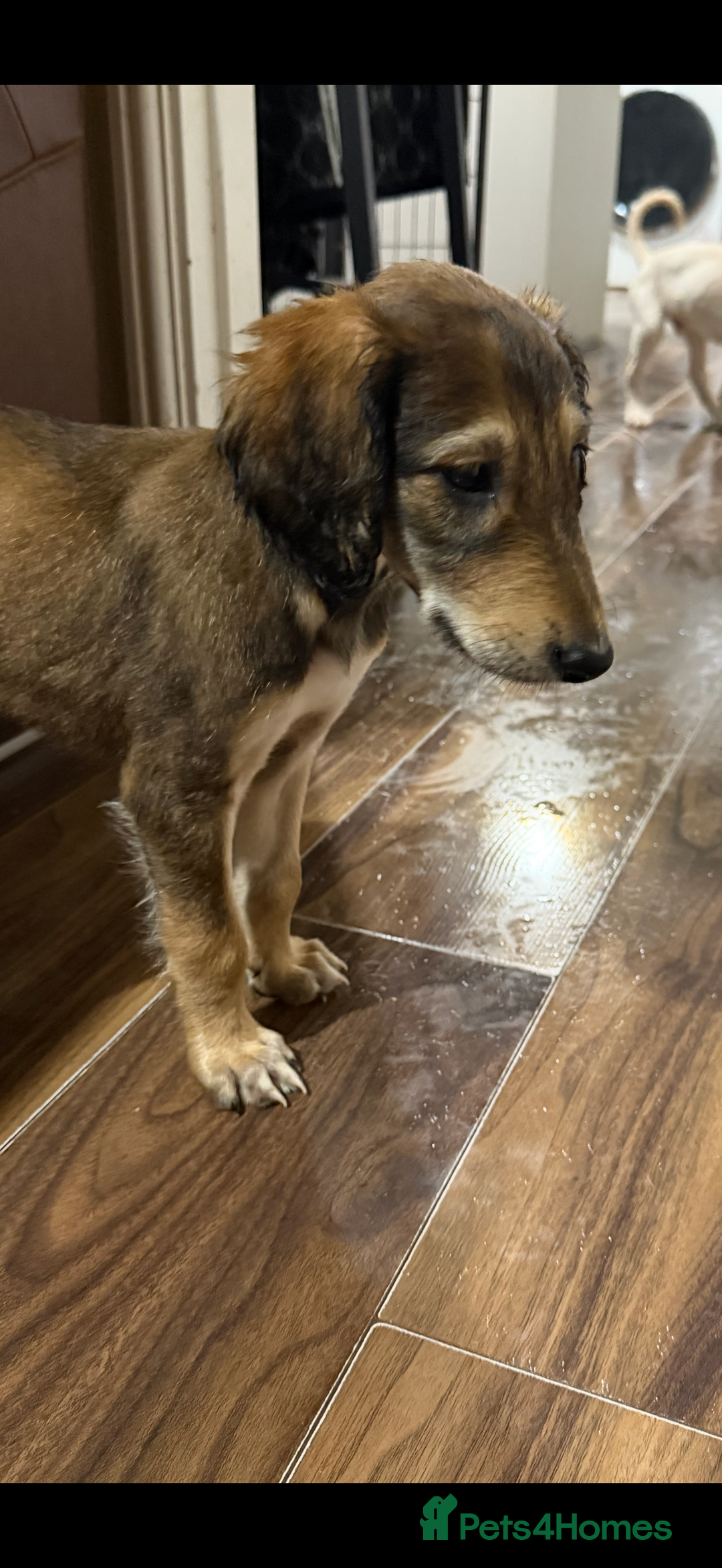 Saluki dogs for sale: Saluki  - Image 27