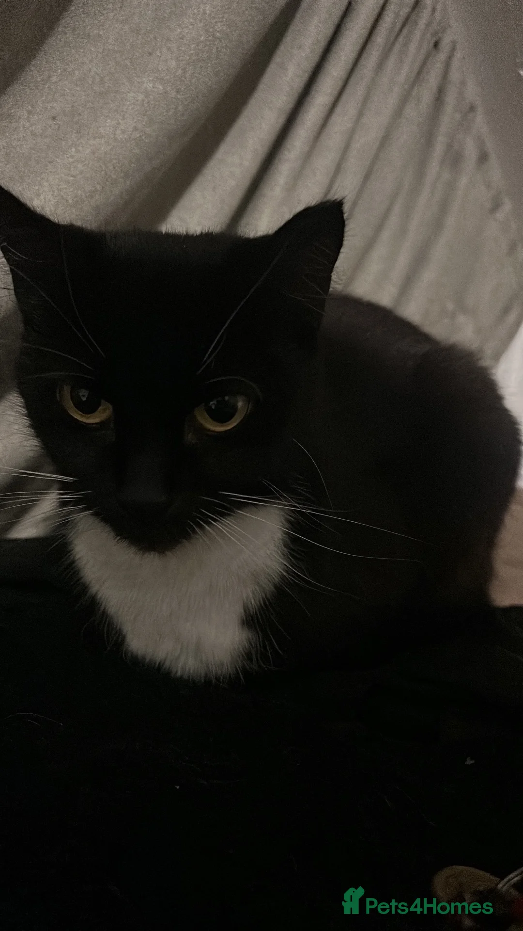 Domestic Shorthair cats for sale: Looking for a Loving Forever Home for Socks 🐾 in Maidstone - Advert 2