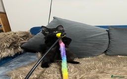 Bombay cats for sale: Only 1 beautiful kitten left 🌹☺️ - Image 4