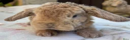 Mini Lop rabbits for sale: Mini Plush Lop and Plush Carrier litters - Advert 5