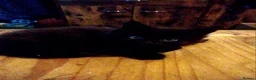 Mixed Breed cats for sale: 4 kittens all black 3 males. One female.  in Blackpool - Advert 2