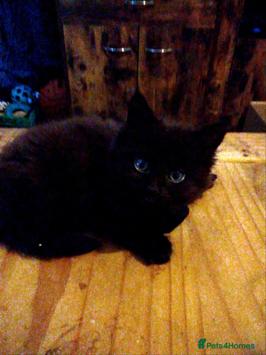 Mixed Breed cats for sale: 4 kittens all black 3 males. One female.  in Blackpool - Advert 2