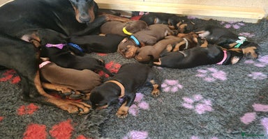 Dobermann dogs - Advert 5
