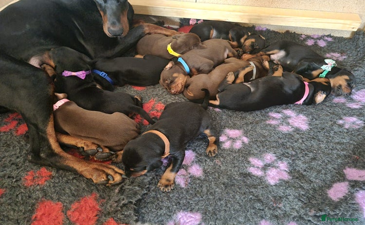Dobermann dogs - Advert 1