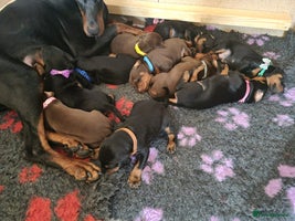 Dobermann dogs - Advert 1