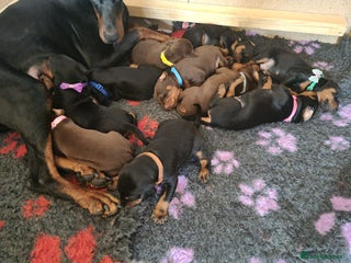 Dobermann dogs - Advert 1
