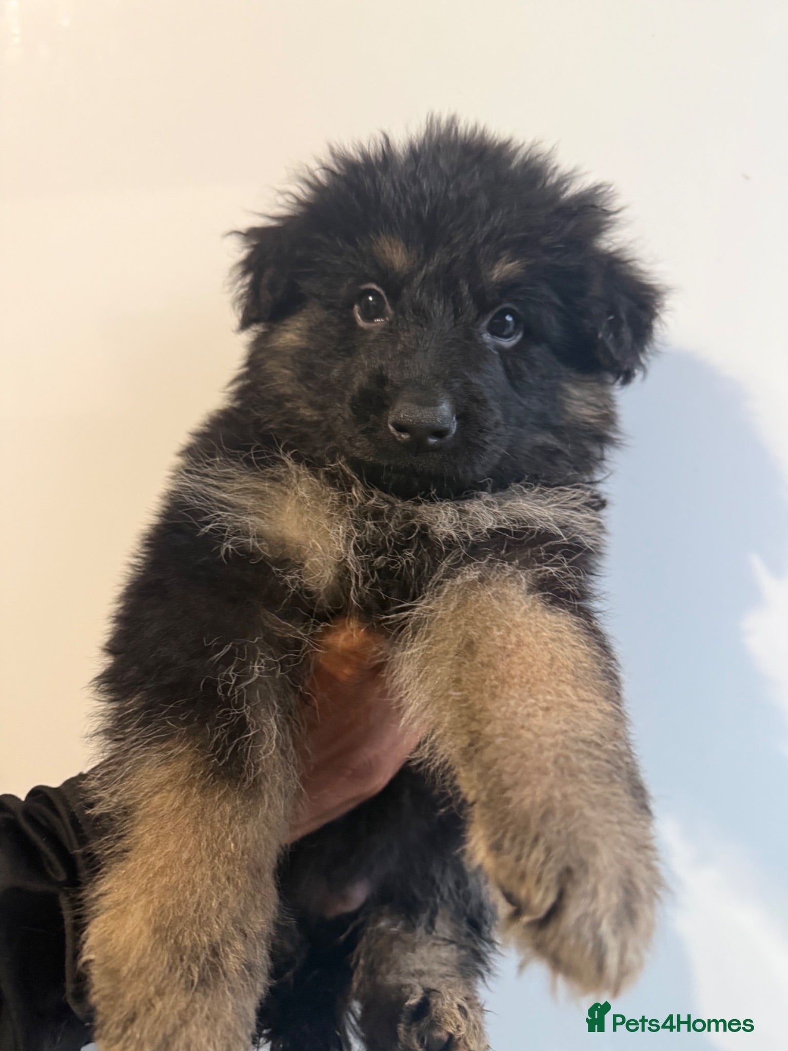 German Shepherd dogs Kc reg Long haired German shepherd puppies  - Advert 14