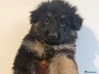 German Shepherd dogs Kc reg Long haired German shepherd puppies - Advert 14