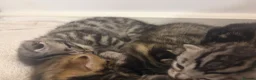 Bengal cats for sale: 4 beautiful part bengal kittens  - Advert 3