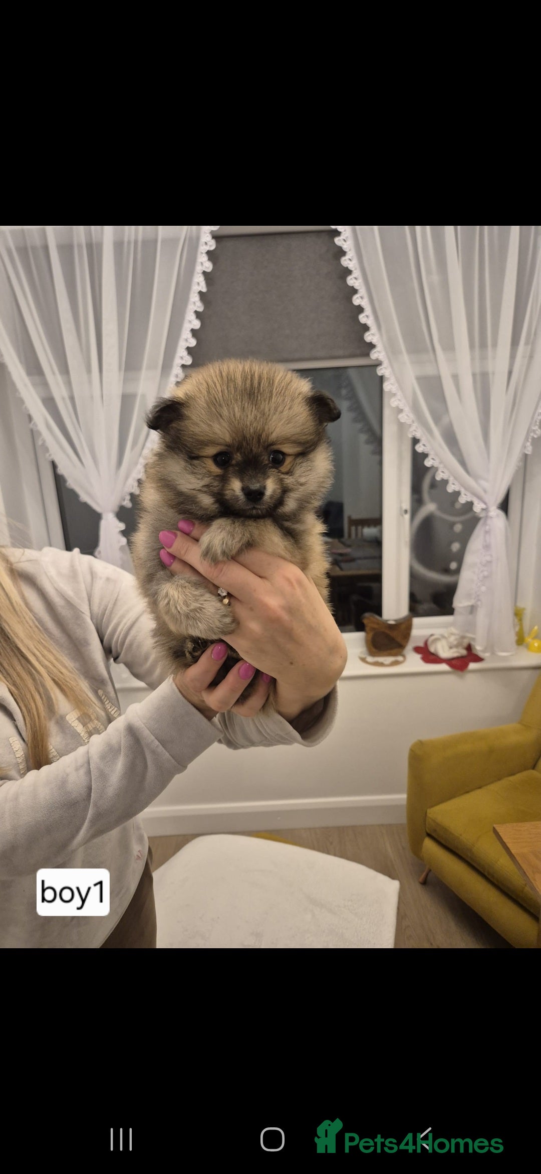 Pomeranian dogs Small Beautiful Pomeranian Puppies Ready Now  - Advert 2