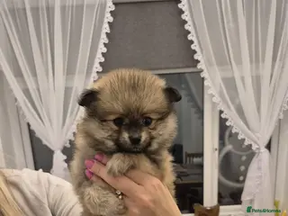 Pomeranian dogs Small Beautiful Pomeranian Puppies Ready Now - Advert 2