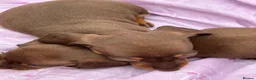 Miniature Dachshund dogs for sale: Puppies - Advert 7