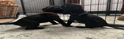 Mixed Breed dogs for sale: French bulldog x springer in Maesteg - Advert 3