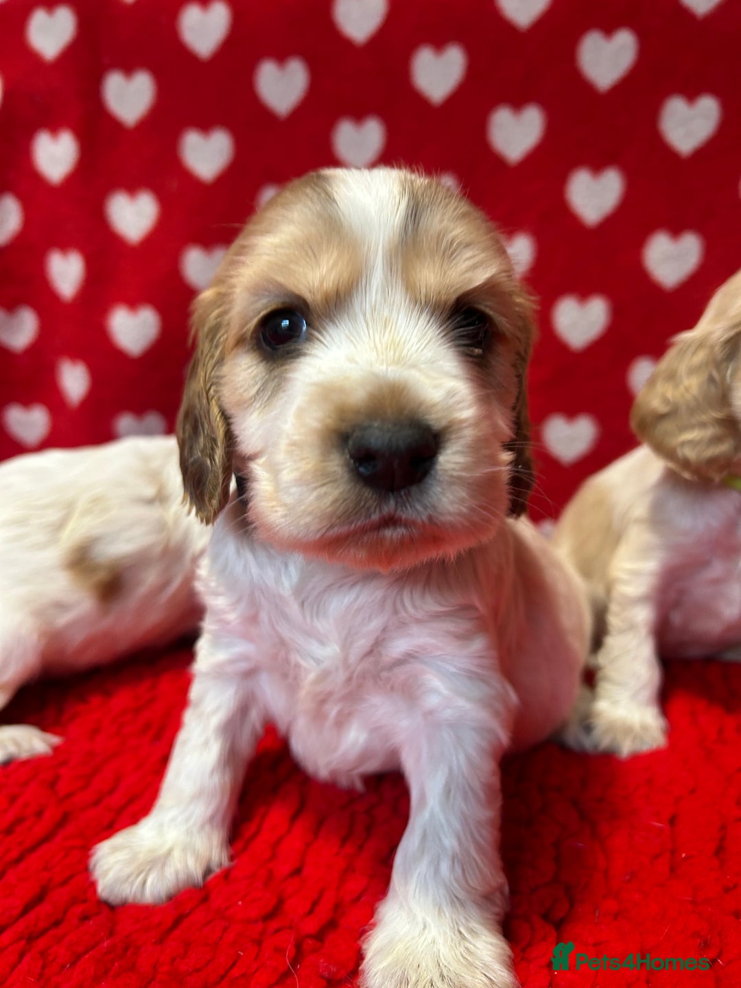 Cocker Spaniel dogs for sale: KC Registered show type cocker spaniel puppies.  - Advert 8