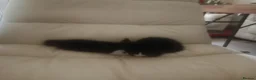 Mixed Breed cats for sale: Kittens looking for a lovely family 😻 in Leeds - Advert 14