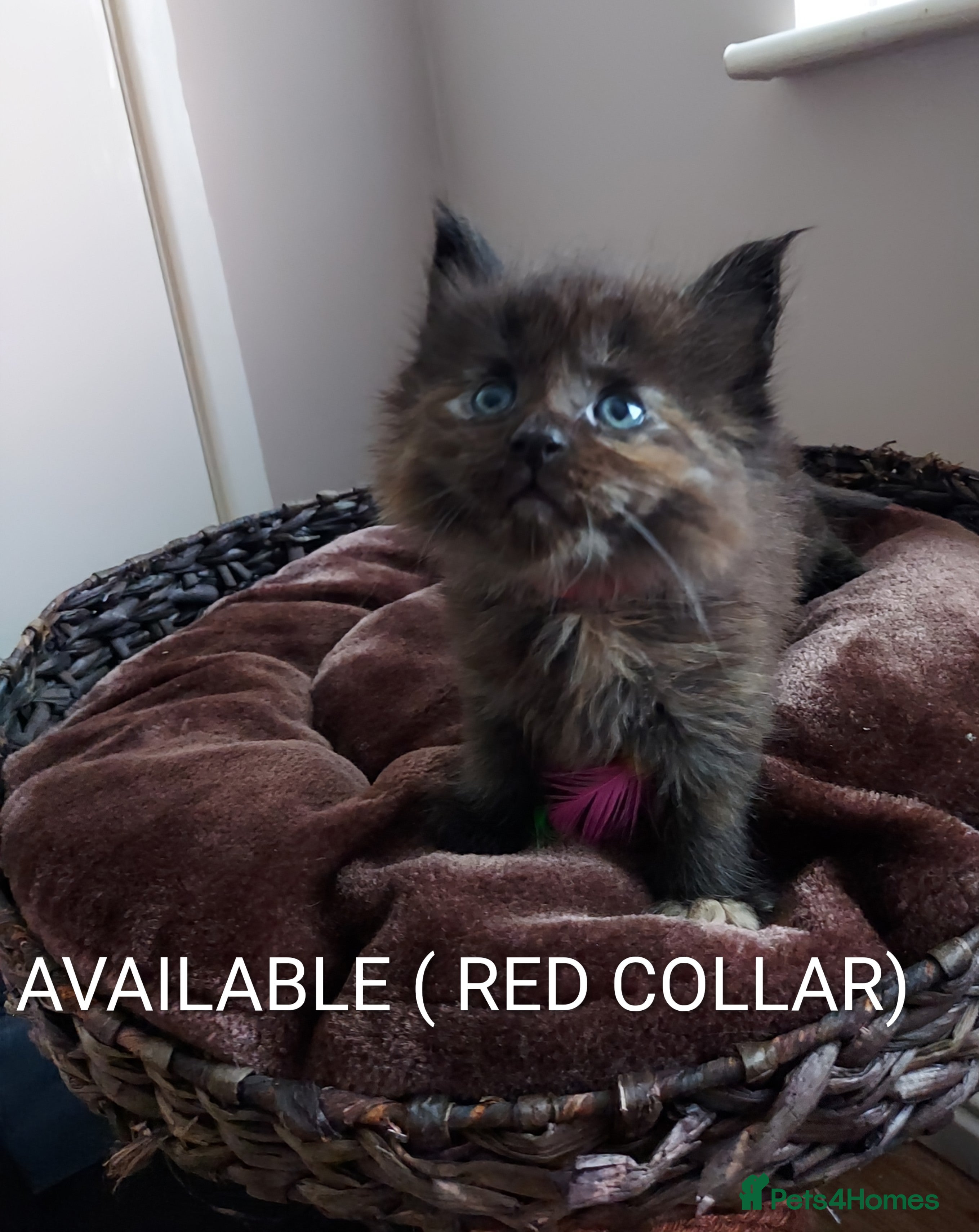 Maine Coon cats GREAT QUALITY MAINE COON KITTENS/DNA/GCCF  - Advert 16