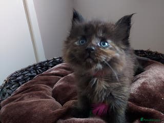 Maine Coon cats GREAT QUALITY MAINE COON KITTENS/DNA/GCCF - Advert 16