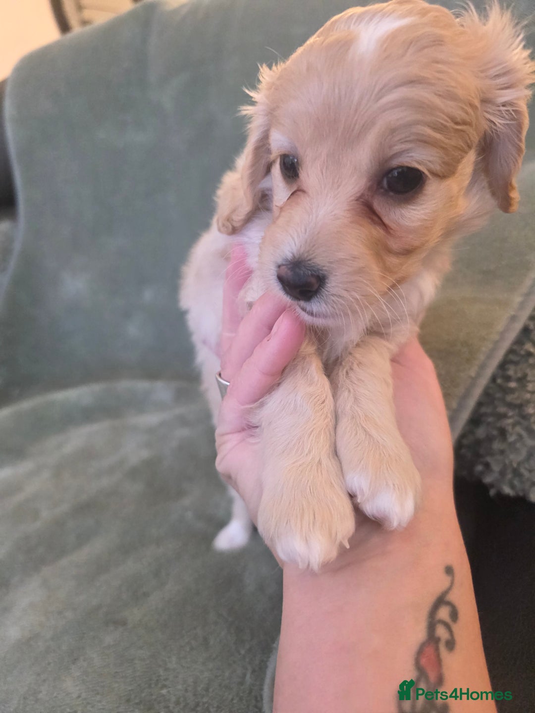 Cockapoo dogs for sale: BEAUTIFUL F1B COCKAPOO BABBIES  - Image 4