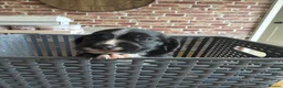 Mixed Breed dogs for sale: Bocker puppies (Beagle x Sprocker Spaniel)  - Advert 16