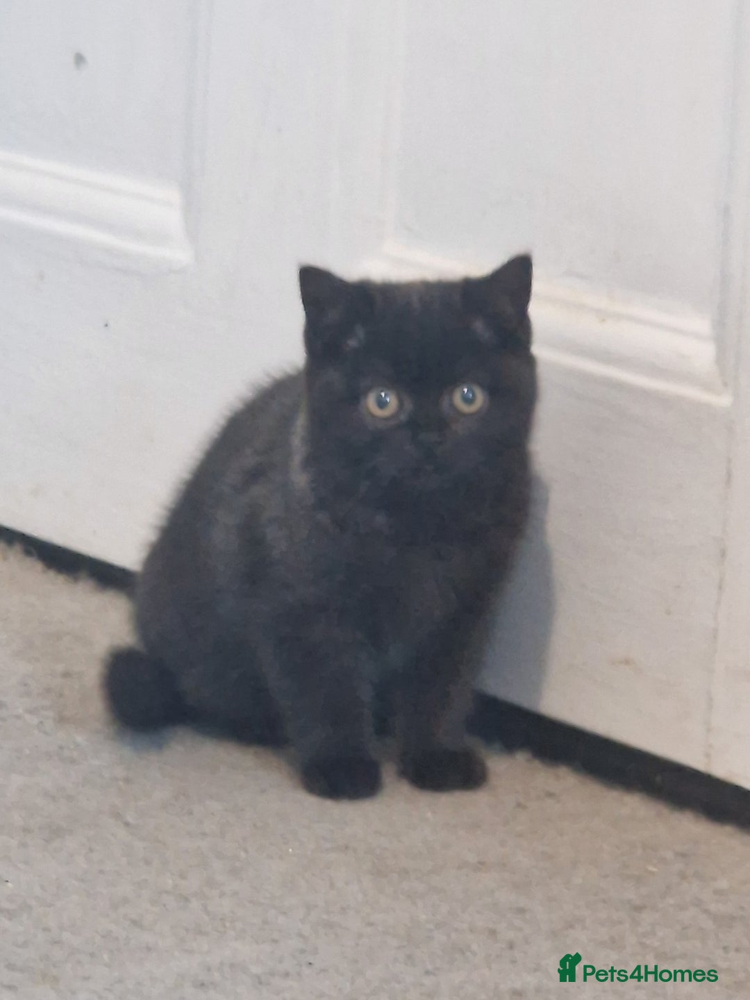 British Shorthair cats for sale: British Shorthair Kittens - Advert 7