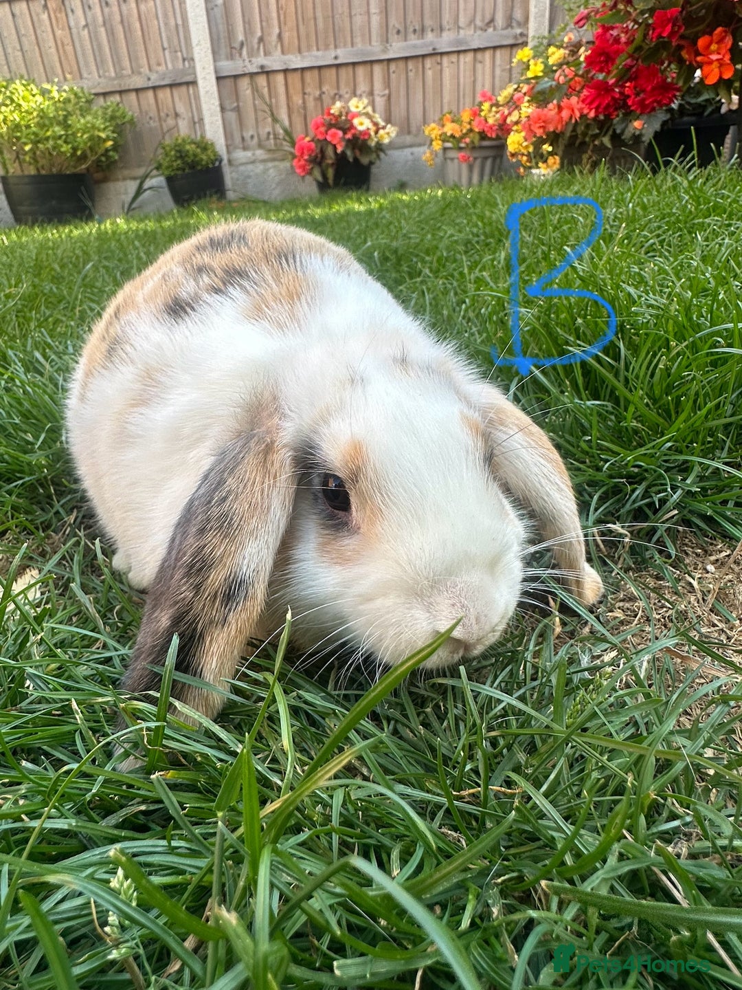 Mini Lop rabbits for sale: Mini Lop Rabbits For Sale  - Image 24