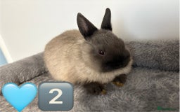 Netherland Dwarf rabbits for sale: * READY NOW x 3 x NETHERLAND DWARF BUNNIES 🐰 🏡 * - Image 5