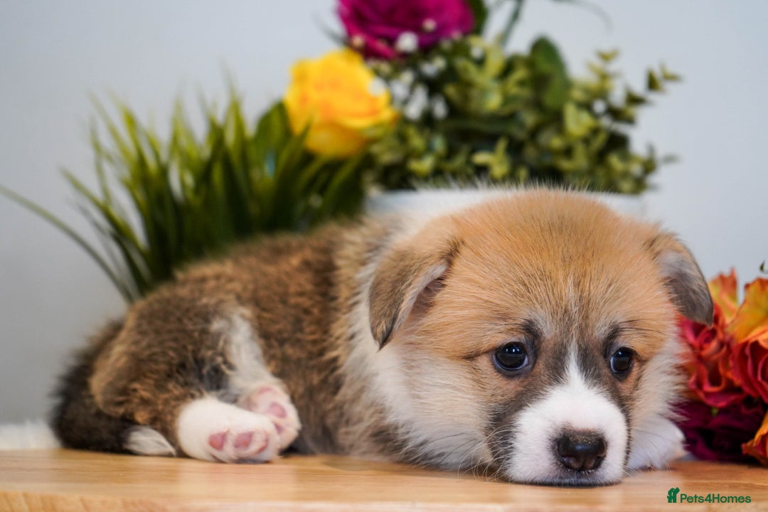 Welsh Corgi Pembroke dogs for sale: Welsh Corgi (Pembroke) - Image 26