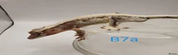 Gecko reptiles for sale: Sub adult crested geckos - Advert 21